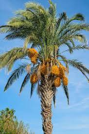 We did not find results for: Date Palm San Diego Zoo Animals Plants