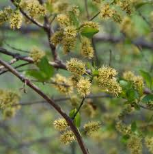 Image result for Combretum apiculatum