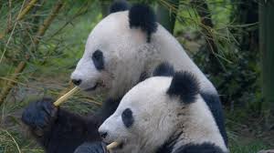 Terlebih gajah tunggang, tidak mungkin. Kekurangan Bambu Kebun Binatang Kanada Pulangkan Pasangan Panda Ke China