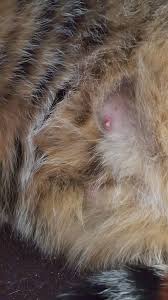 Cats sometimes get a bit focused on an area, and once they have started licking and irritating the area they cannot seem to leave it be. Bald Spots With Redness Thecatsite