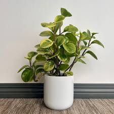 Image result for Peperomia molleri