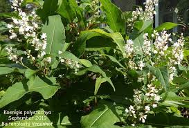 Image result for Polystachya bennettiana