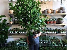 Fresh flowers for weddings, funerals, birthdays and everyday fill the flower shop. Best Plant Stores Nyc Offers To Create An Indoor Jungle