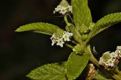 Image result for Lippia javanica