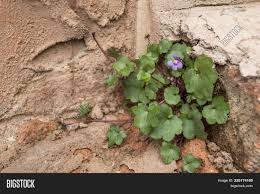Main vein is not present. Ivy Leaved Toadflax Image Photo Free Trial Bigstock
