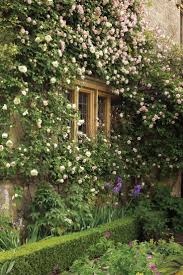The Best Climbing Rose In The World Englische Land Garten Englischer Garten Kletterrose