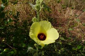 Image result for Hibiscus panduriformis