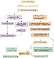 Injury to kidney cells can be lethal or sublethal. Renal Disease Pathophysiology Of Disease An Introduction To Clinical Medicine Lange Medical Books 7th Ed