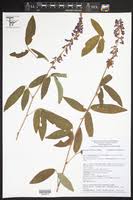 Image result for Desmodium subsecundum