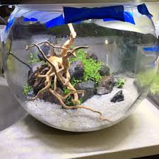 New Bowl Aquascape Dry Start Method Aquascape Terrarium Scape