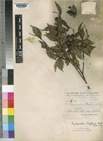 Image result for Scytopetalum