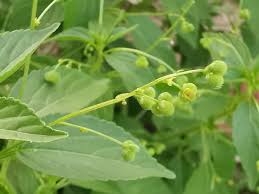 Image result for Micrococca mercurialis