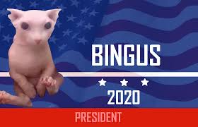 Bingus was born in 1990 to a rich family in retardville, he was bullied quite often. Bingus Has My Vote This Took Like 30 Minutes To Photoshop Lol Bingus