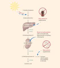Taking Too Much Vitamin D Can Lead To Kidney Failure Medicine Sci News Com