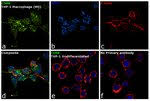 All three detector types offer standalone and interconnected varieties. Cd68 Antibody 14 0688 82