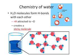 Maybe you would like to learn more about one of these? Chemistry Of Life Properties Of Water Chapter 3 Pre Assessment 1 What Causes Water To Travel Up The Roots Of A Plant 2 What Allows Bugs To Walk On Top Ppt Download