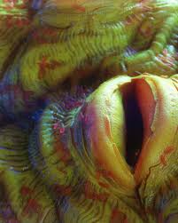 Image result for Stomatanthes