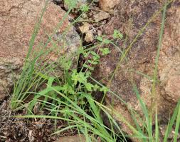 Image result for Euphorbia inaequilatera