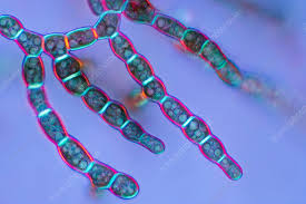 Image result for Alinula sp.