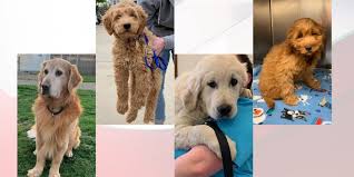 Ohio Animal Rescue Receives Overwhelming Response After Plea For Foster Homes To Take In Golden Retrievers