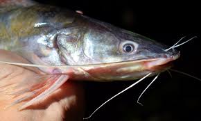English (us) · español · português (brasil) · français (france) · deutsch. Ikan Keli In English