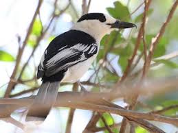 Image result for Vangueria monteiroi