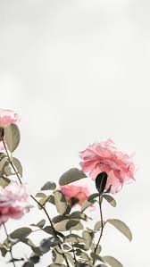 Download rose gold wallpapers and enjoy it on your iphone, ipad, and ipod touch. Rose Gold Iphone Pink Flower Wallpaper Novocom Top
