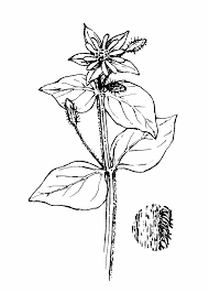 Image result for Stellaria