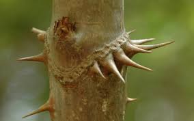 Maybe you would like to learn more about one of these? Know Your Deer Plants Devil S Walking Stick Nda