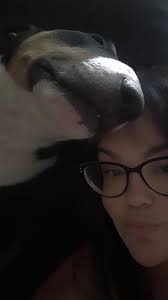 My 10 year old English bull terrier ❤️