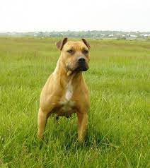 The american pit bull terrier is both powerful and agile. American Pit Bull Terrier 92 By Natiawarner On Deviantart