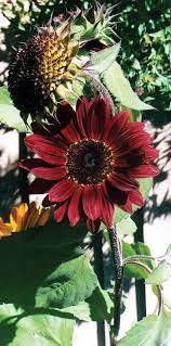 Moulin Rouge Sunflower Red Sunflowers Beautiful Flowers Sunflower Bouquets