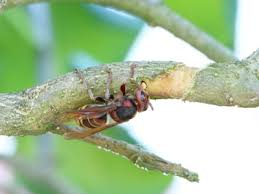 Die insekten sind in ganz mitteleuropa heimisch. Hornissen Vertreiben Sanfte Und Sichere Methoden Gartenlexikon De