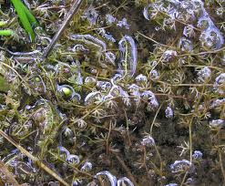 Image result for Utricularia reflexa