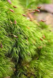 Image result for Dewevrella