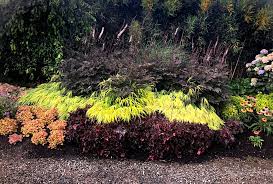 Baneberry 'hillside black beauty', bugbane 'hillside black beauty', cimicifuga ramosa 'hillside 'hillside black beauty' provides interest for months and its foliage does not fade as the season progresses. Actaea Black Negligee Terra Nova Nurseries Inc