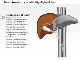 A schematic is defined as a picture that shows something in a simple way, using symb. 0514 Liver Anatomy Medical Images For Powerpoint Presentation Powerpoint Templates Ppt Slide Templates Presentation Slides Design Idea