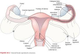 This article looks at female body parts and their functions, and it provides an interactive diagram. Anatomy Of The Female Reproductive System