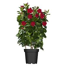 Image result for dipladenie sanderi obrázek