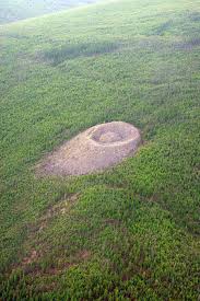 Image result for Craterostigma newtonii