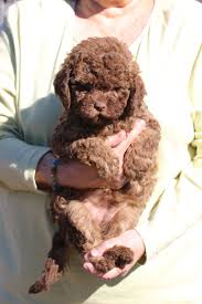 We are a small breeder lagotto romagnolo. Terra Incognita Lagotto Romagnolo Home Terra Incognita Lagotto Romagnolo