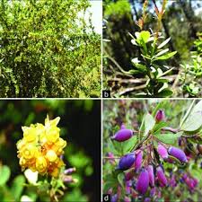 Sivalingam RAMAMOORTHY