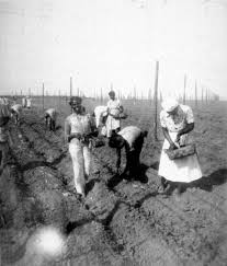 We did not find results for: Florida Memory Workers Setting Tobacco Plants By Hand Hardaway Florida