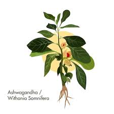 Image result for Withania somnifera