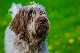 Image result for griffon korthalsův