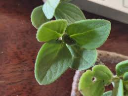 Image result for Aeollanthus