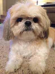 10 Shih Tzu Dog Names With Their Meaning Shih Tzu Daily Shih Tzu Puppy Shih Tzu Shitzu Puppies