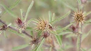 Image result for Dicoma capensis