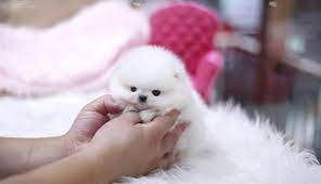 Black puppy loves these white puppies. Bella Tiny Little White Fluff Betty Teacup Puppies Facebook
