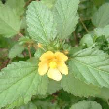 Image result for Sida urens